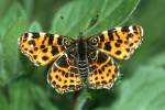 Nymphalidae, Landkaertchen, Araschnia levana, 14.05.1996, Weisweil        