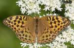 Nymphalidae, Kaisermantel, Argynnis paphia, 25.06.2010, Weisweil            