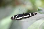 Heliconius hewitsoni am 12.7.2010 auf der Insel Mainau.