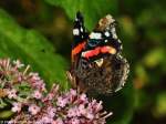 Admiral (Vanessa atalanta) in Bhmerheide bei Berlin (August 2015).