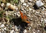 In der Nhe des Geroldsees am Rande des Karwendelgebirges machte dieser Groe Fuchs eine Flugpause.