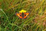 Kleine Fuchs (Aglais urticae) am 27.