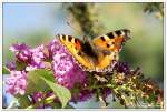 Schmetterling (Kleiner Fuchs), auf der Blte vom Schmetterlingsstrauch im Garten, Sptsommer 2009.