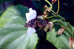 Schmetterling in Taman Negara, Malaysia.