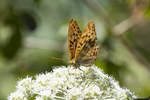 Nymphalidae, Kaisermantel, Argynnis paphia, 07.08.2016, Weisweil 