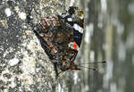 Admiral-Schmetterling, gut getarnt an einem Brckenpfeiler - 03.08.2017