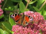 Tagpfauenauge im Garten, 25.9.17