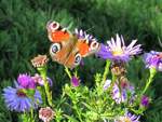 Tagpfauenauge im Garten, 25.9.17