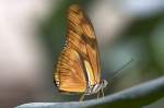 Heliconiidae, Dryas julia, 22.03.2008 Hunawihr, Frankreich