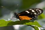 Heliconiidae, Heliconius hecale, 05.04.2008 Stuttgart