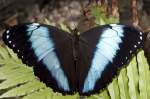 Morphidae, Morpho achilles, 19.02.2009 Hunawihr, Frankreich