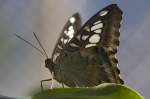 Nymphalidae, Parthenos sylvia, 11.01.2008, Mnchen