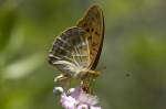 Nymphalidae, Kaisermantel, Argynnis paphia, 19.06.2007, Olot, Spanien