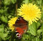 TAGPFAUENAUGE (EDELFALTER)ZU GAST AUF BUTTERBLUME/LWENZAHN  Dieses schne Exemplar eines TAGPFAUENAUGES,dem bei uns bekanntesten Tagfalter,konnte ich am  Karfreitag in HERDORF/KREIS AK in