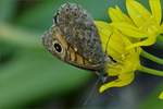 Mauerfuchs mit geschlossenen Flgeln auf einer Blume.