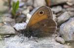 Satyridae, Kleines Wiesenvgelchen, Coenonympha pamphilus, 29-06.2007, Roses, Spanien