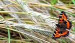 Schmetterling im Kornfeld,  Gattung: Edelfalter.