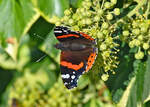 Admiralfalter im Garten - 08.10.2021
