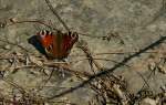 Kaum waren die ersten warmen Sonnenstrahlen zu spren sah ich den ersten Schmetterling in diesem Jahr.