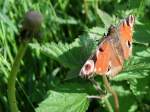 Tagpfauenauge mit etwas ausgefransten Flgeln gnnt sich ein Sonnenbad;100524