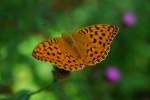 Ein Kaisermantel - Argynnis Paphya in Schwarzwald !