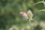 Ein Monarchfalter (Danaus plexippus) an einer Wilden Karde am 31.7.2009 im Bronte Creek park (Ontario).