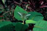Schmetterling auf einem Blatt in Nordthailand