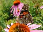 Schmetterling beim Auftanken