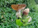 (Argynnis paphia)Kaisermantel-Weibchen stbert in Distelblten nach Nahrung;100808