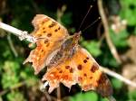 Landkrtchen(Araschnia levana) im  Fransen-Look ;110521