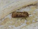 Magerwiesen-Bodeneule (Agrotis clavis).