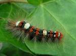 Raupe eines Ampfer-Rindeneule-Falter (Acronicta rumicis)  wandert  ber ein Efeublatt;100723