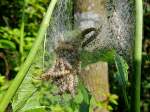 Raupen der Pfaffenhtchen-Gespinstmotte (Yponomeuta cagnagella) haben ordentlich Appetit auf Blattgrn; 140520