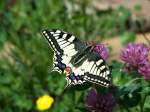 Schwalbenschwanz (Papilio machaon), aufgenommen am 20.05.2010