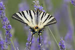 Papilionidae, Segelfalter, Iphiclides podalirius, 05.06.2018, Dubrovnik,   Kroatien