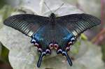 Papilionidae, Papilio arcturus, 24.03.2008, Hunawihr,  Frankreich