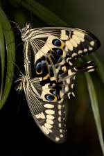 Papilionidae, Papilio ophidicephalus, 05.05.2007, Hunawihr, Frankreich