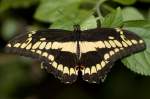 Papilionidae, Papilio ornythion, 05.05.2007, Hunawihr,  Frankreich