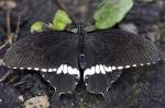 Papilionidae, Papilio polytes, 22.03.2008, Hunawihr,  Frankreich