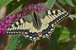Schwalbenschwanz (Papilio machaon) an unserem Schmetterlingsstrauch, nahe Wiltz.