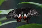Papilio helenus am 25.9.2010 im Toronto Zoo.