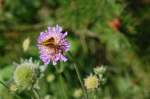 Schmetterling beim Pausensnack.