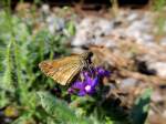 Schmetterling bei einer Rast neben den Gleisen der Ostbahn; 140701
