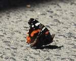 SCHMETTERLING ADMIRAL(LINNAEUS 1758)IM BAHNHOF BETZDORF/SIEG  Hat man auch selten..einen ADMIRAL auf dem Bahnsteig..Bei der wirklich erschreckenden Abnahme der  Schmetterlingsarten hierzulande traf