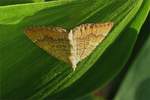  Ockergelbe Blattspanner (Camptogramma bilineata), aufgenomen am 21.06.2019.