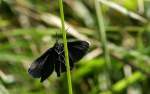 Ein Schwarzspanner ( Odezia atrata) macht Pause.