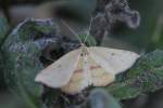 Chickweed Geometer (Haematopis grataria) am 29.10.2010 bei Milton,Ontario.