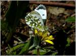 Aurorafalter (Anthocharis cardamines), Weibchen.