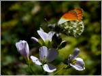 Aurorafalter (Anthocharis cardamines), Mnnchen.