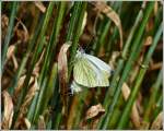 (Pieris napi) Rapsweilinge bei der Paarung.